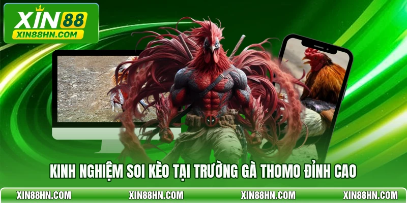 Kinh nghiệm soi kèo tại trường gà Thomo đỉnh cao