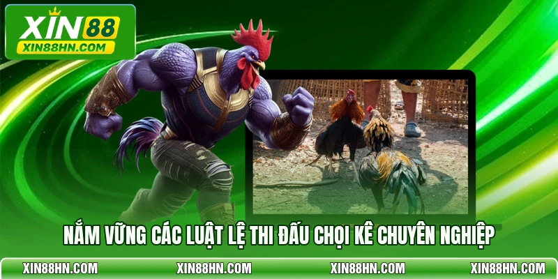 Nắm vững các luật lệ thi đấu chọi kê chuyên nghiệp
